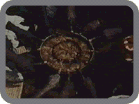 Uploaded Image: maitre89.gif